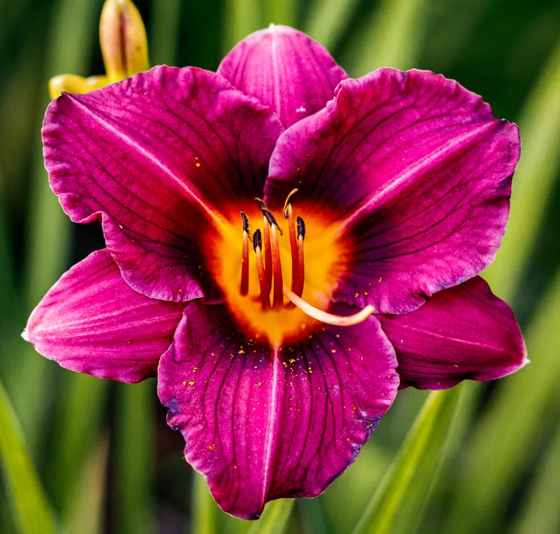 Day Lily